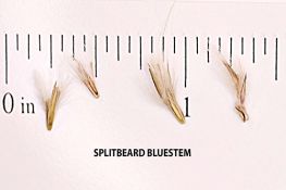 Splitbeard Bluestem - Native